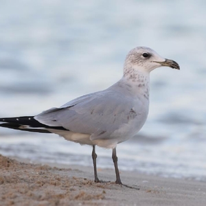 Personalised Birding Morocco Tour, Bird watching planner Merzouga desert