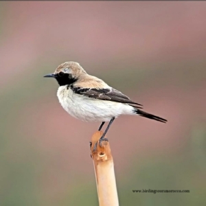 Merzouga Full Day Birding Activity | Erg Chebbi birding day trip in Sahara