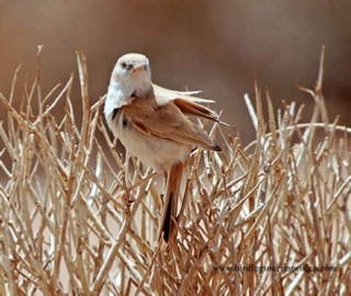 3-Day Birding Tour from Merzouga