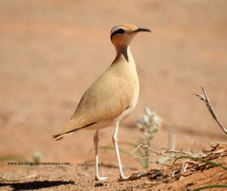 Merzouga Birding Tour: Explore the Avian Wonders of Morocco