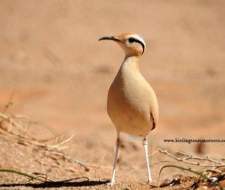 Unveiling the Avian Splendors: 3-Day Birdwatching Tour from Merzouga