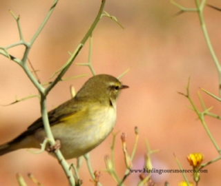 Merzouga Birding Tour