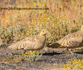 Merzouga Birding Tour