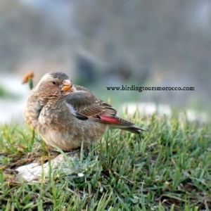 Birding Tours Morocco