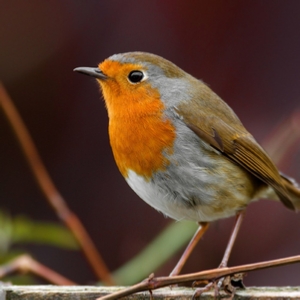 Personalised Birding Morocco Tour