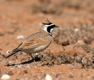 4 Days Atlas Mountains Birding Tour from Marrakech,birdwatching Morocco travel