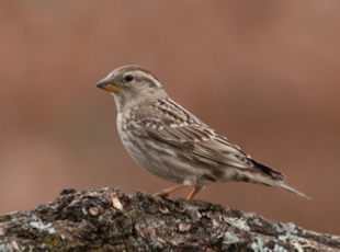 Birding Tours Morocco, Birdwatching tours to Morocco,Guided Birdwatching Holidays