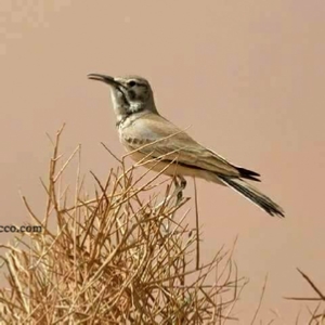 Birding Tours Morocco