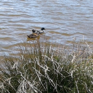 Birding Tours Morocco