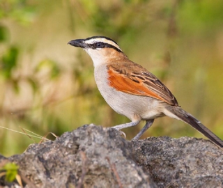 3 days Atlantic coast Birding tour from Agadir