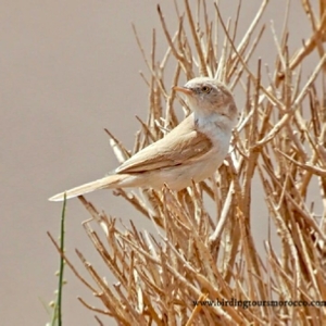 Merzouga Full Day Birding Activity | Erg Chebbi birding day trip in Sahara