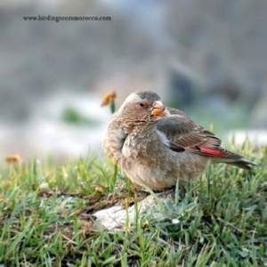 Merzouga Full Day Birding Activity | Erg Chebbi birding day trip in Sahara