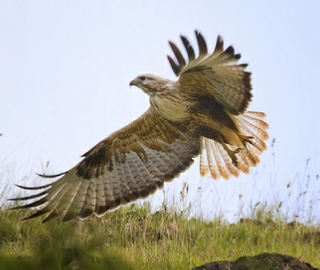 5 days Birding tour to Atlantic coast & southern Guelmim desert,Agadir Morocco bird watching trips