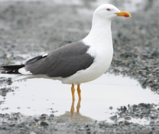 3 days Atlantic coast Birding tour from Agadir