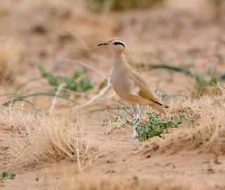 4 Days Atlas Mountains Birding Tour from Marrakech,birdwatching Morocco travel