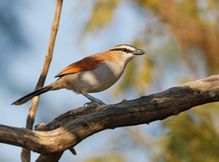 Birding Tours Morocco, Birdwatching tours to Morocco,Guided Birdwatching Holidays