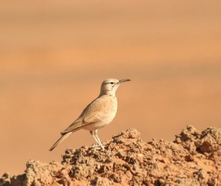 5 days Birding tour to Atlantic coast & southern Guelmim desert,Agadir Morocco bird watching trips