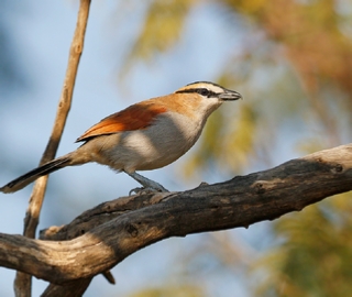 7 Days North Morocco Birding Tour,1 week bird watching from Marrakech in Morocco