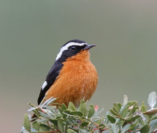 3 days Atlantic coast Birding tour from Agadir