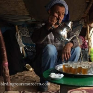 Merzouga Full Day Birding Activity | Erg Chebbi birding day trip in Sahara