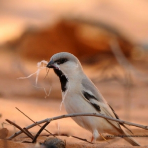 Birding Tours Morocco