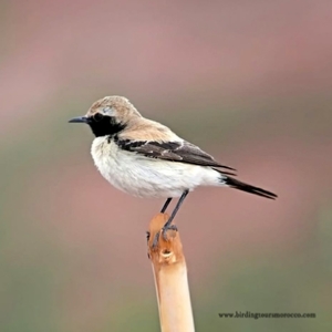 Merzouga Full Day Birding Activity | Erg Chebbi birding day trip in Sahara