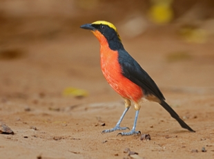 private 15 Days Birding Tour in Morocco,2 weeks Moroccan birds watching adventure