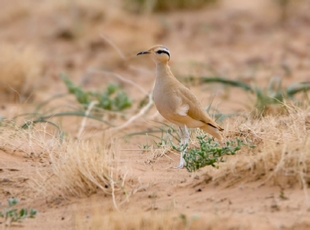 Birding Tours Morocco, Birdwatching tours to Morocco,Guided Birdwatching Holidays