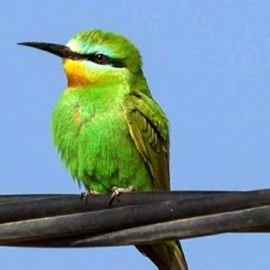 Merzouga Full Day Birding Activity | Erg Chebbi birding day trip in Sahara