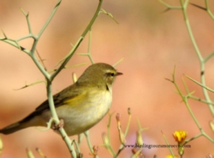 Birding Tours Morocco, Birdwatching tours to Morocco,Guided Birdwatching Holidays