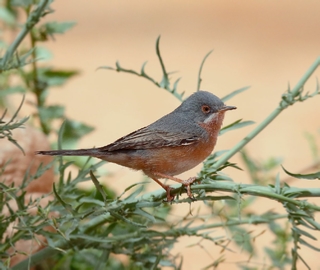 7 Days Atlas mountains birding tour,7 days Atlantic coast Birding Travel