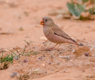 7 Days North Morocco Birding Tour,1 week bird watching from Marrakech in Morocco