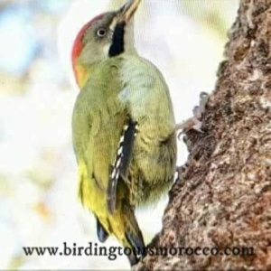 Birding Tours Morocco