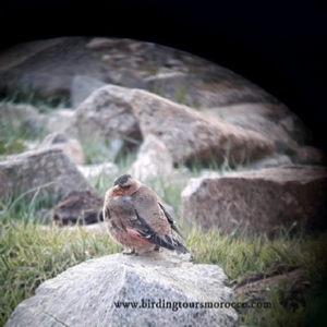 Birding Tours Morocco