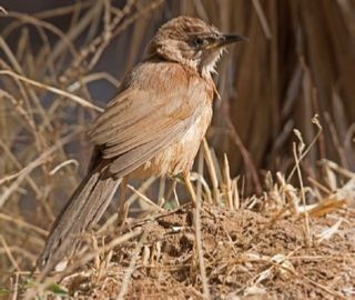 5 days Birding tour to Atlantic coast & southern Guelmim desert,Agadir Morocco bird watching trips